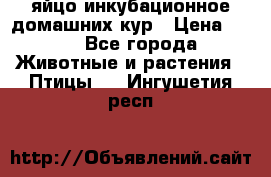 яйцо инкубационное домашних кур › Цена ­ 25 - Все города Животные и растения » Птицы   . Ингушетия респ.